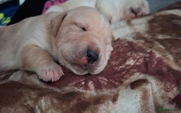 Mixed Breed dogs for sale: Canecorxer cross golden retriever  - Image 1