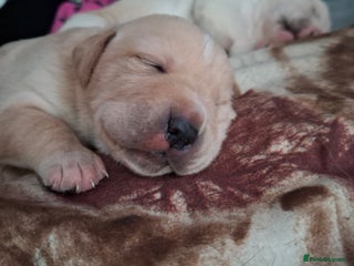 Mixed Breed dogs - Advert 4