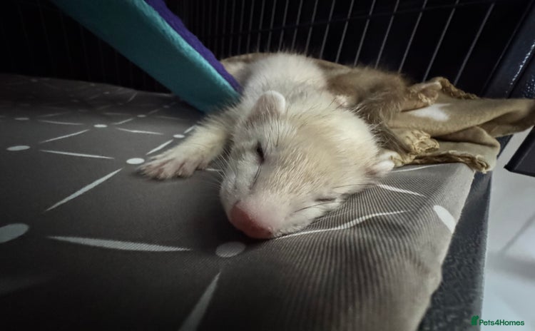 Ferret rodents - Advert 3