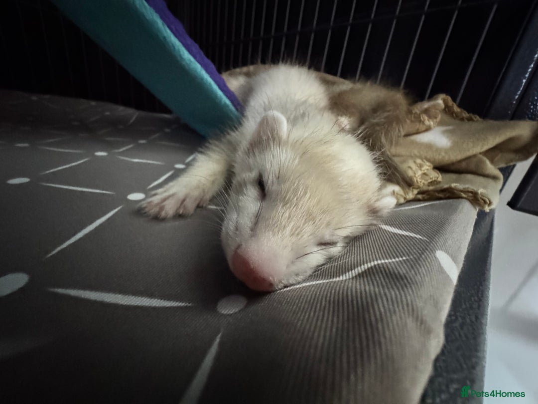 Ferret rodents for sale: 9 Week old male and female ferret (inc everything) - Image 1