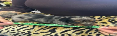 Miniature Dachshund 6 green collar