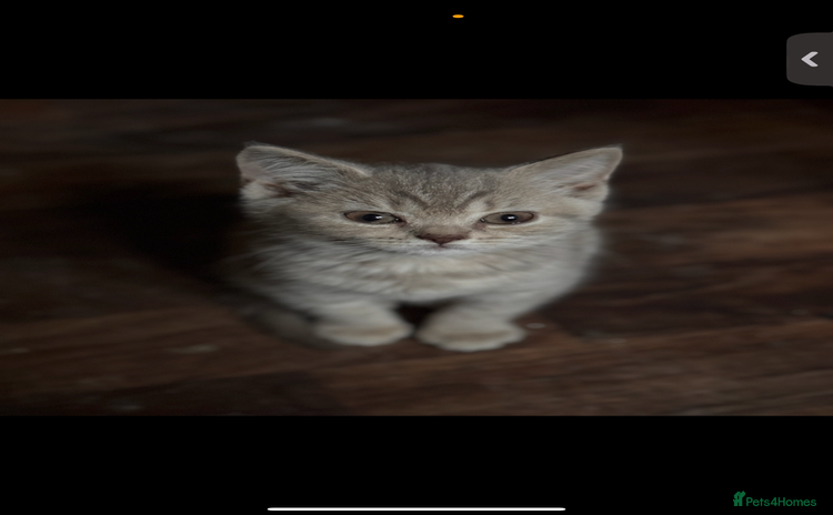British Shorthair cats - Advert 1