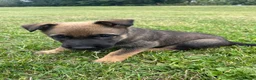 Mixed Breed dogs for sale: Malinios x DDR German Shepard puppies  - Advert 11