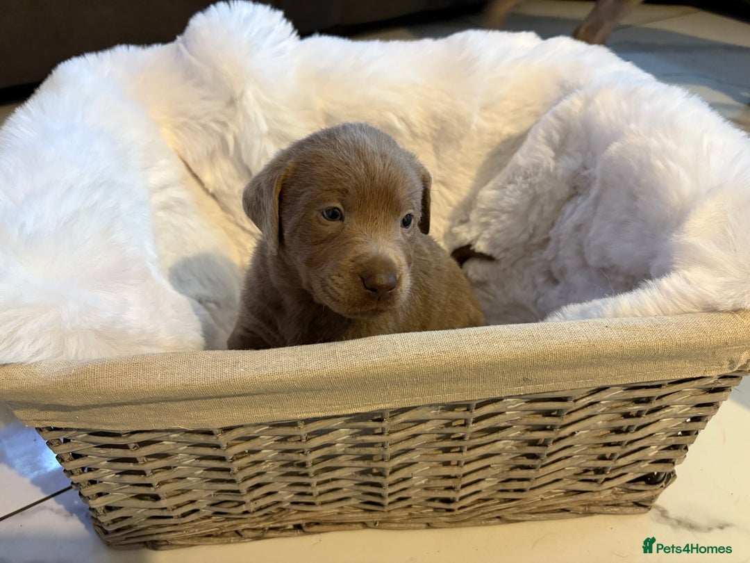 Labrador Retriever dogs for sale: Silver Labrador retriever puppies - Advert 17