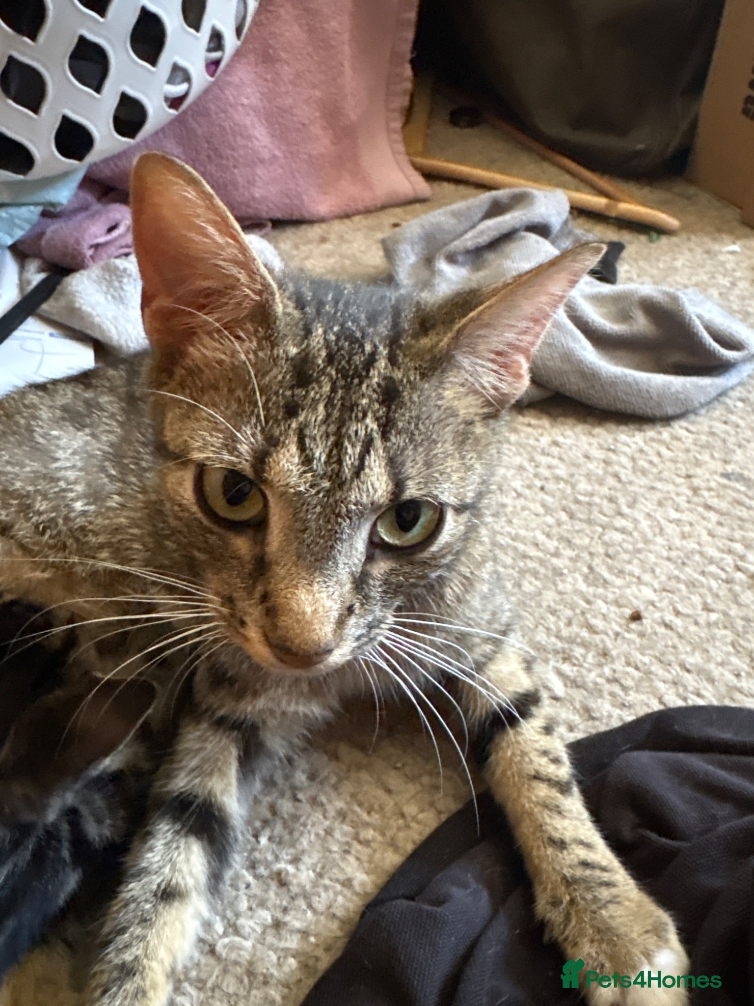 Mixed Breed cats Kittens for sale  - Advert 1