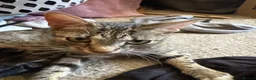 Mixed Breed cats for sale: Kittens for sale  - Advert 1