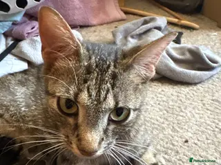Mixed Breed cats Kittens for sale - Advert 1