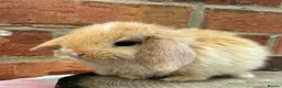 Mini Lop rabbits for sale: Pedigreed pure bred mini lops  - Advert 13