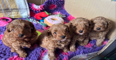 Cavapoo dogs - Advert 5