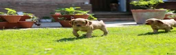 Cocker Spaniel dogs for sale: Gorgeous Working Cocker Spaniel Pups  - Advert 19
