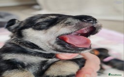 Miniature Schnauzer dogs for sale: Beautiful KC Reg. Miniature Schnauzer Puppies - Advert 22