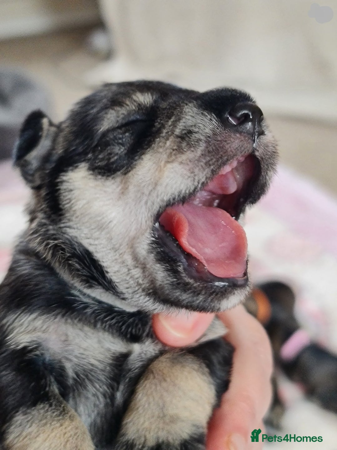 Miniature Schnauzer dogs for sale: Beautiful KC Reg. Miniature Schnauzer Puppies - Advert 22