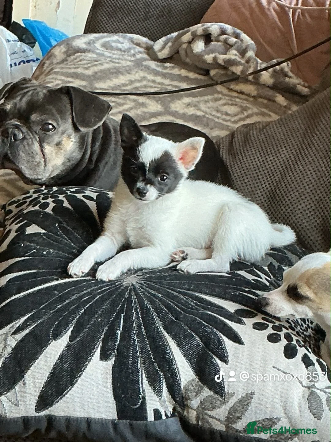 Pomchi dogs for sale: Beautiful girl for sale  - Advert 7