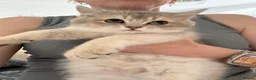 British Shorthair cats for sale: READY TO GO British Shorthair Golden Kittens  - Advert 9