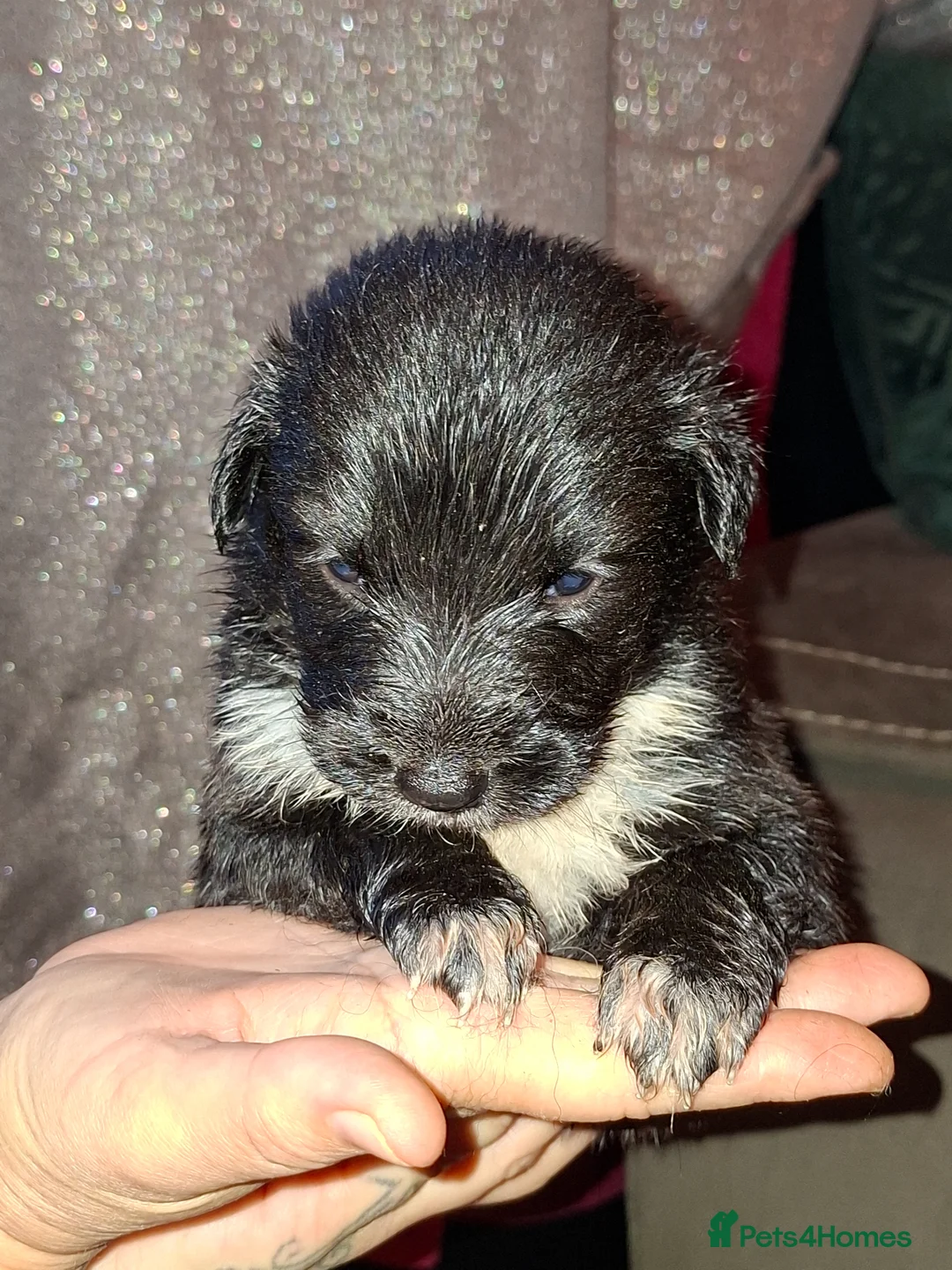 Mixed Breed dogs for sale: German shepherd/husky/springer cross puppies  - Advert 34