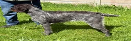German Wirehaired Pointer dogs for sale: 2 year old GWP bitch in Saint Helens - Advert 4