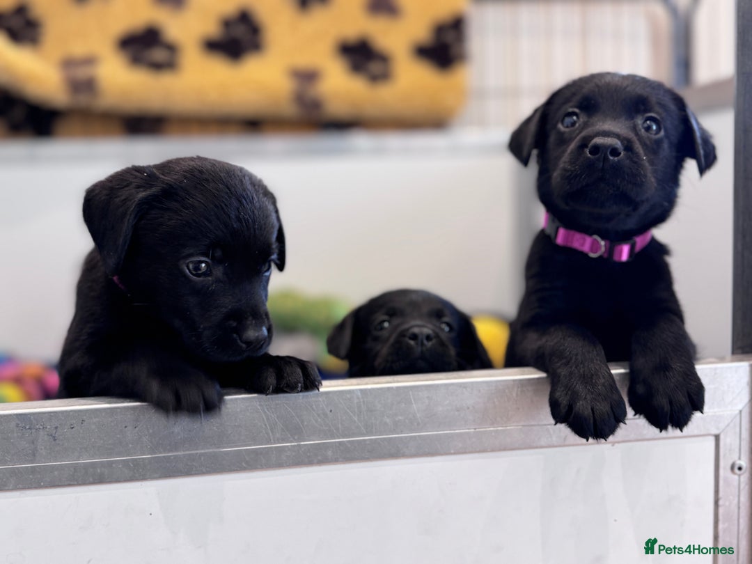 Labrador Retriever dogs for sale: Gorgeous KC Registered Labrador Retriever Puppies - Image 3