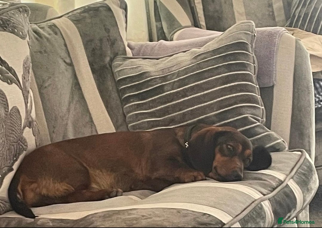 Dachshund dogs for sale: Standard Dachshund Puppies - Advert 10