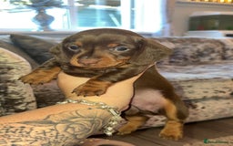 Miniature Dachshund dogs for sale: 2 boys miniature dashund  - Image 2