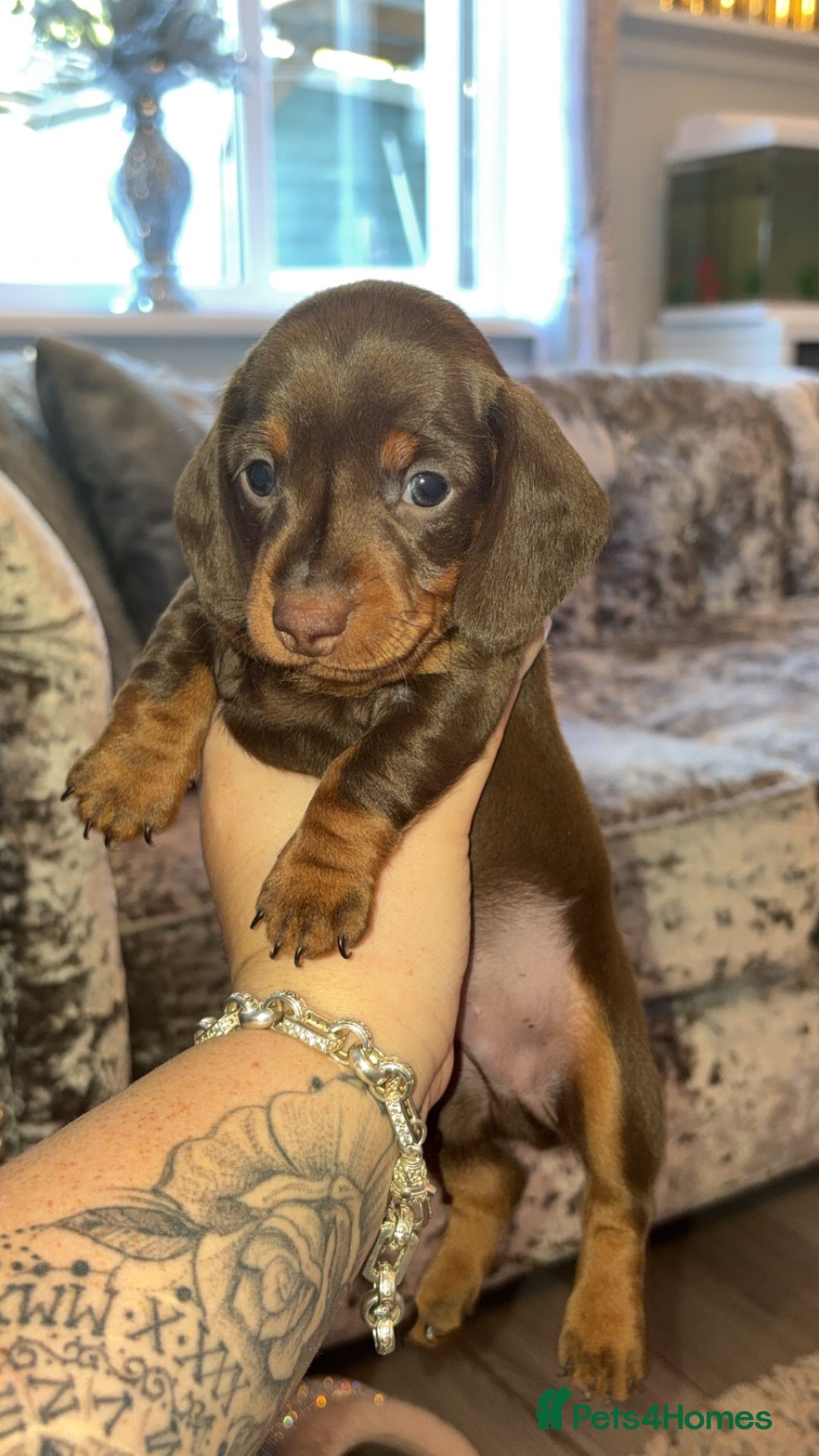 Miniature Dachshund dogs for sale: 2 boys miniature dashund  - Image 2