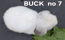 Mini Lop rabbits for sale: FRIENDLY AND SUPERCUTE MINILOPS  - Image 5