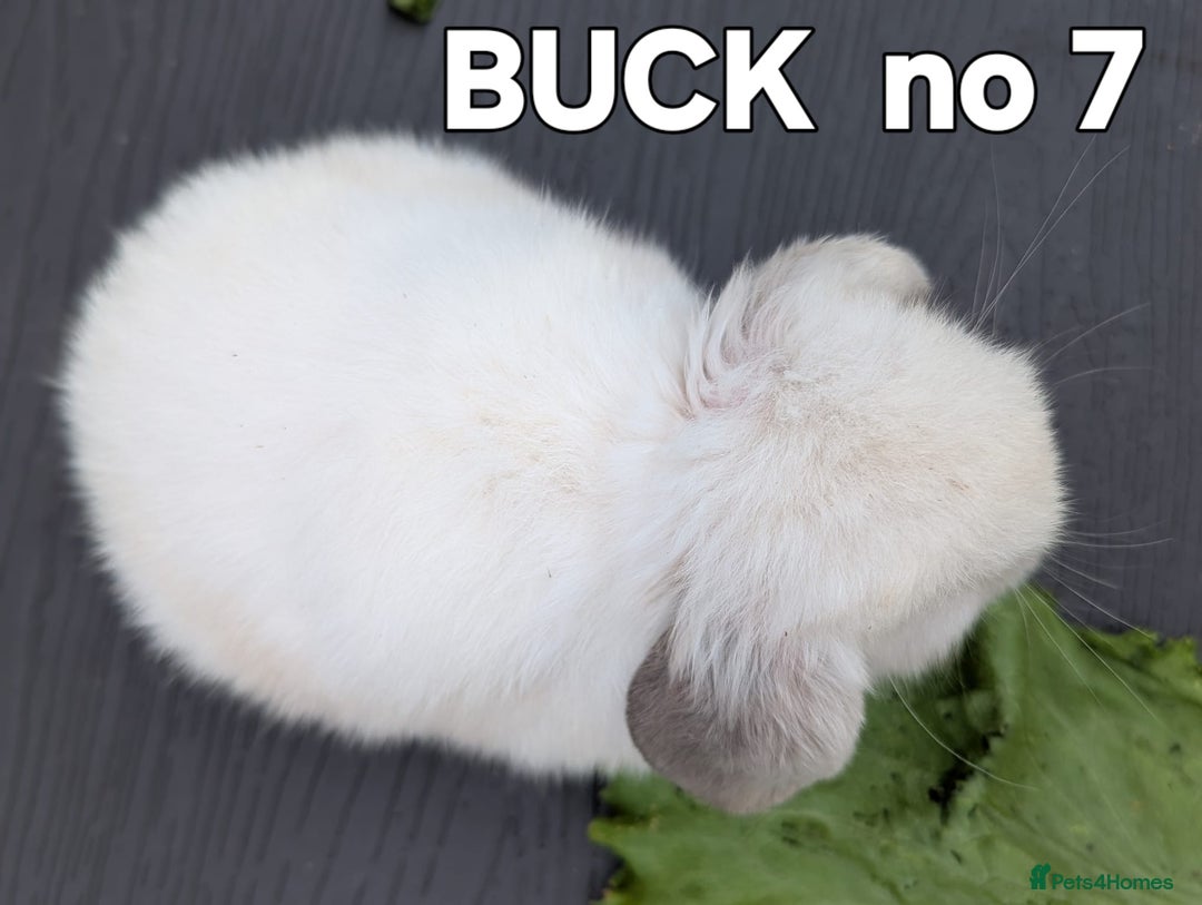 Mini Lop rabbits for sale: FRIENDLY AND SUPERCUTE MINILOPS  - Image 5