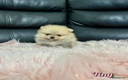 Pomeranian dogs for sale: 🔥Very Tiny🧸 Top Quality  - Image 23