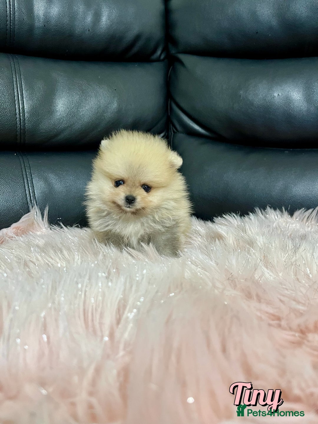Pomeranian dogs for sale: 🔥Very Tiny🧸 Top Quality  - Image 23