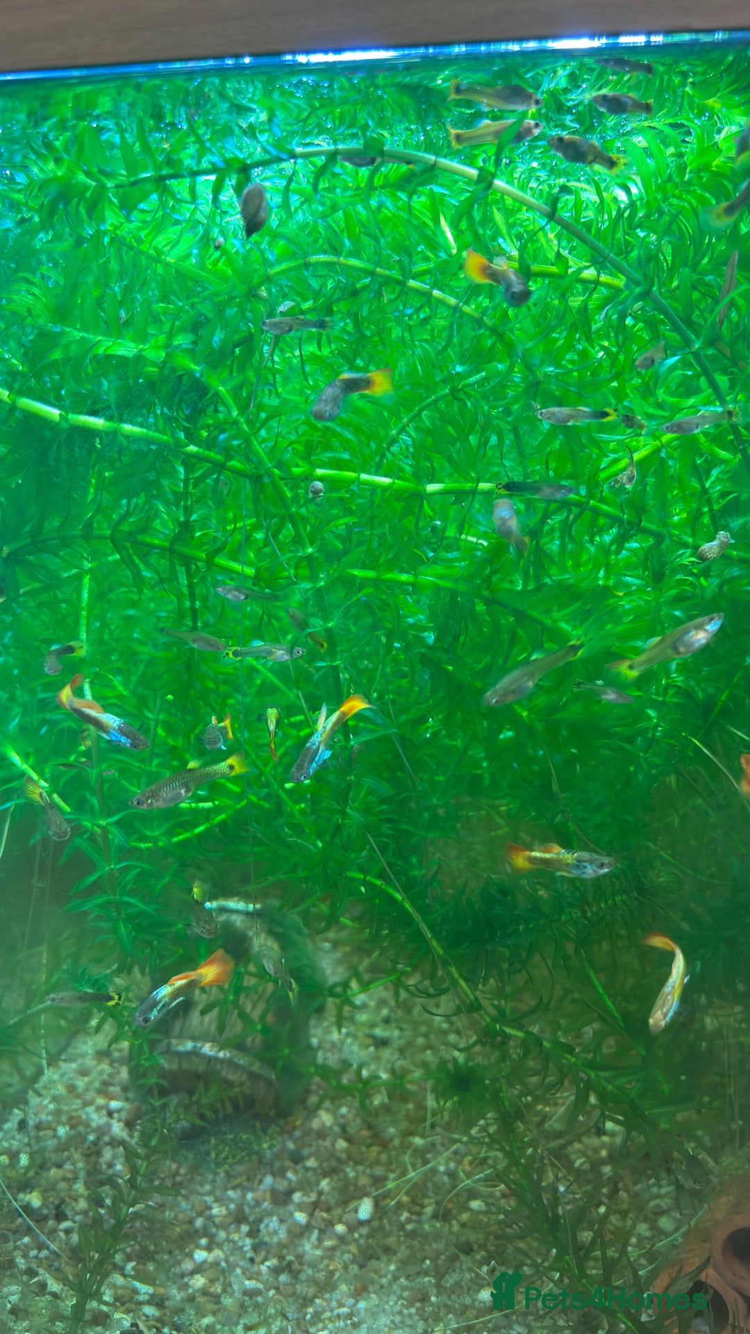 Live Bearers fish for sale: Guppies, various colours and ages. - Advert 4