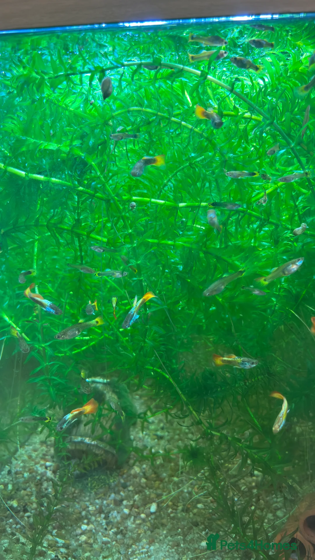 Live Bearers fish for sale: Guppies, various colours and ages. - Advert 4