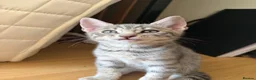 Bengal cats for sale: Half bengal kitten in Horsham - Advert 7