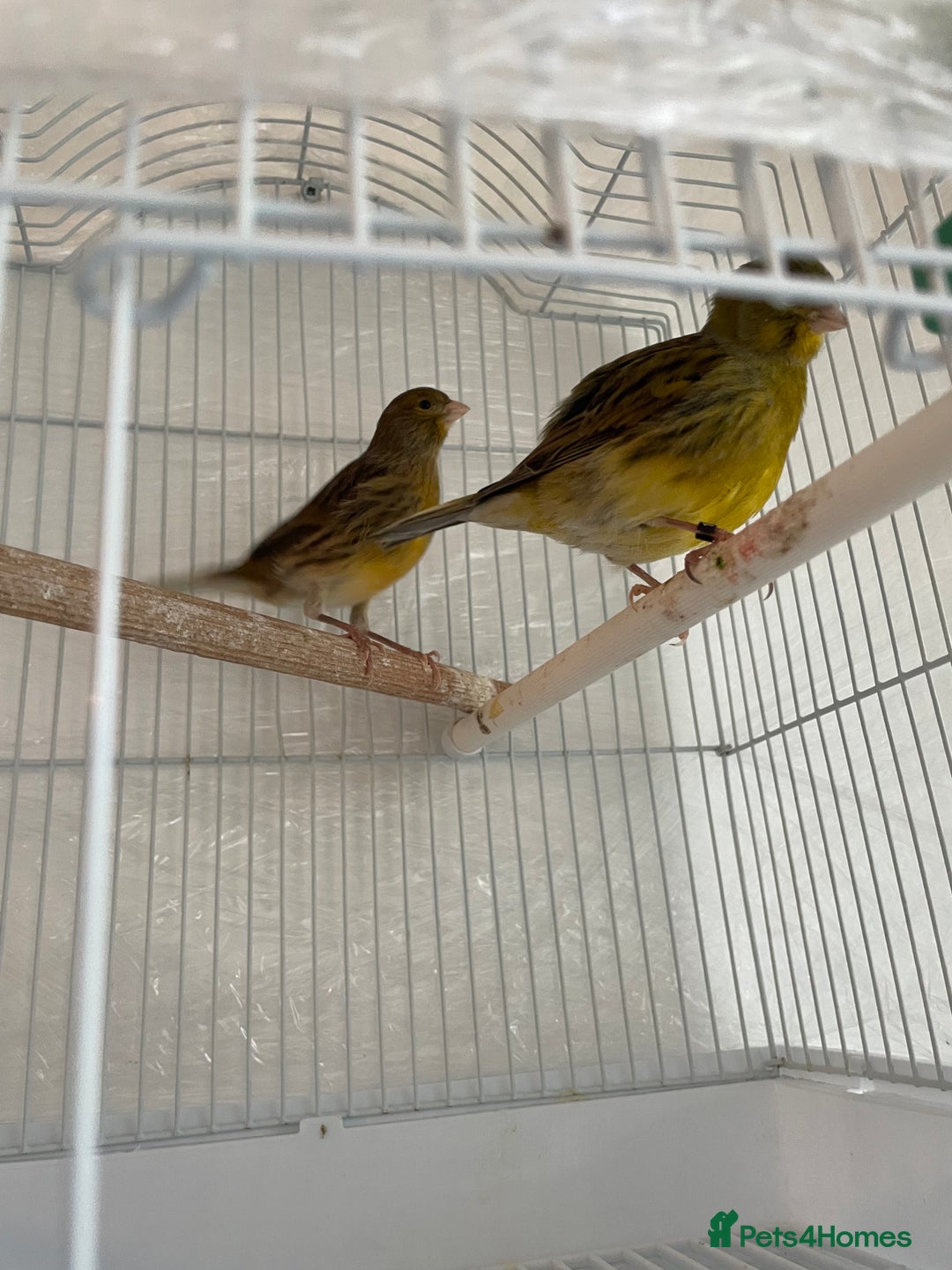 Canaries birds for sale: 2 beautiful canaries for sale - Advert 4