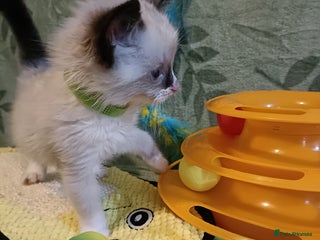 Ragdoll cats Beautiful Ragdoll kittens - Advert 11