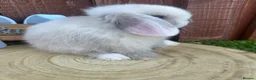 Mini Lop rabbits for sale: 🥰😍Stunning purebred mini lops ready to reserve  - Advert 17