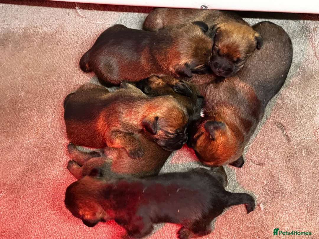 Border Terrier dogs for sale: KC Border Terrier Puppies - Advert 5