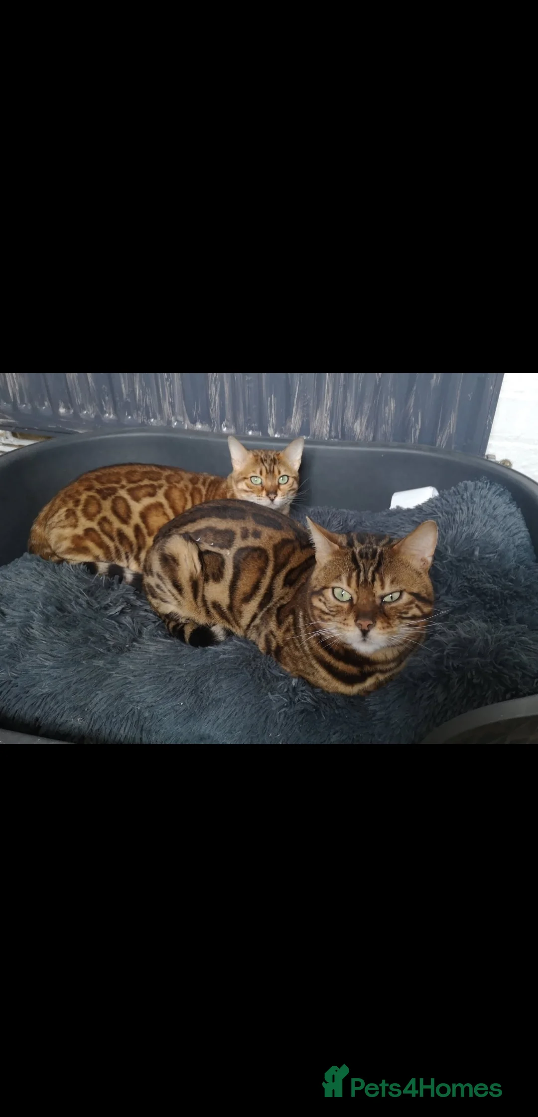 Bengal cats for sale: 2 Lovely TICA registered Bengal Kittens - Advert 11