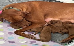 Hungarian Vizsla dogs for sale: Adorable Hungarian Vizsla Puppies - Image 3
