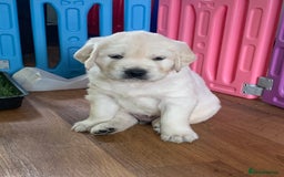 Golden Retriever dogs for sale: Gorgeous KC reg Golden Retriever Puppies - Image 14