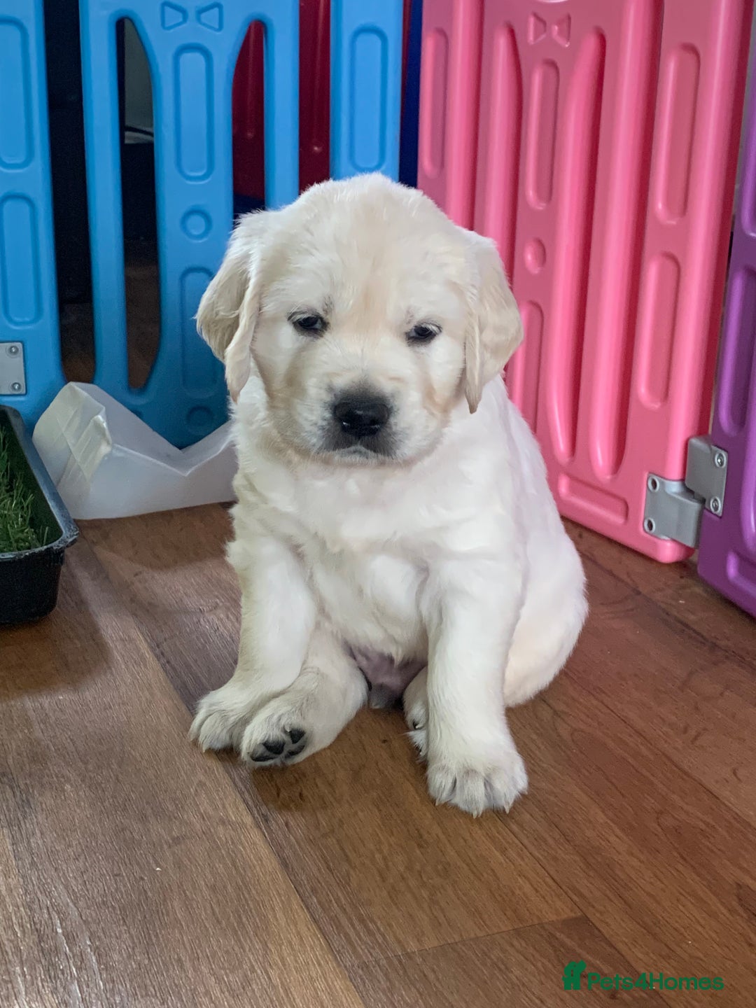 Golden Retriever dogs for sale: Gorgeous KC reg Golden Retriever Puppies - Image 14