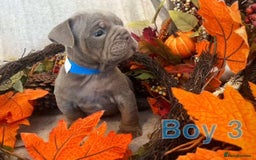 English Bulldog dogs for sale: Isabella and tri English bulldog puppy’s  - Image 16