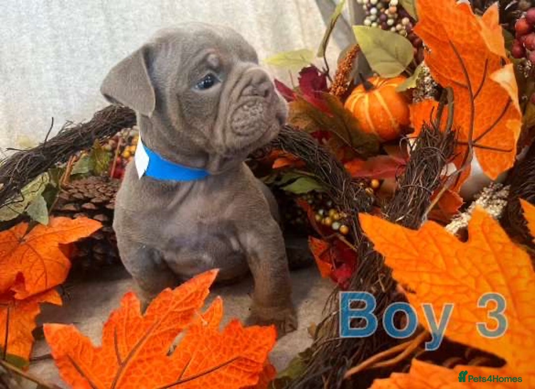 English Bulldog dogs for sale: Isabella and tri English bulldog puppy’s  - Image 16