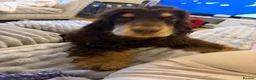 Cocker Spaniel dogs for stud: stunning chocolate and tan show cocker  stud in Doncaster - Advert 3