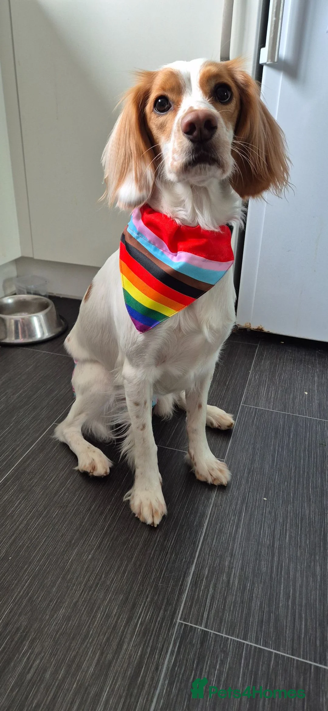Mixed Breed dogs for sale: Cookie  in Stonehouse - Advert 1