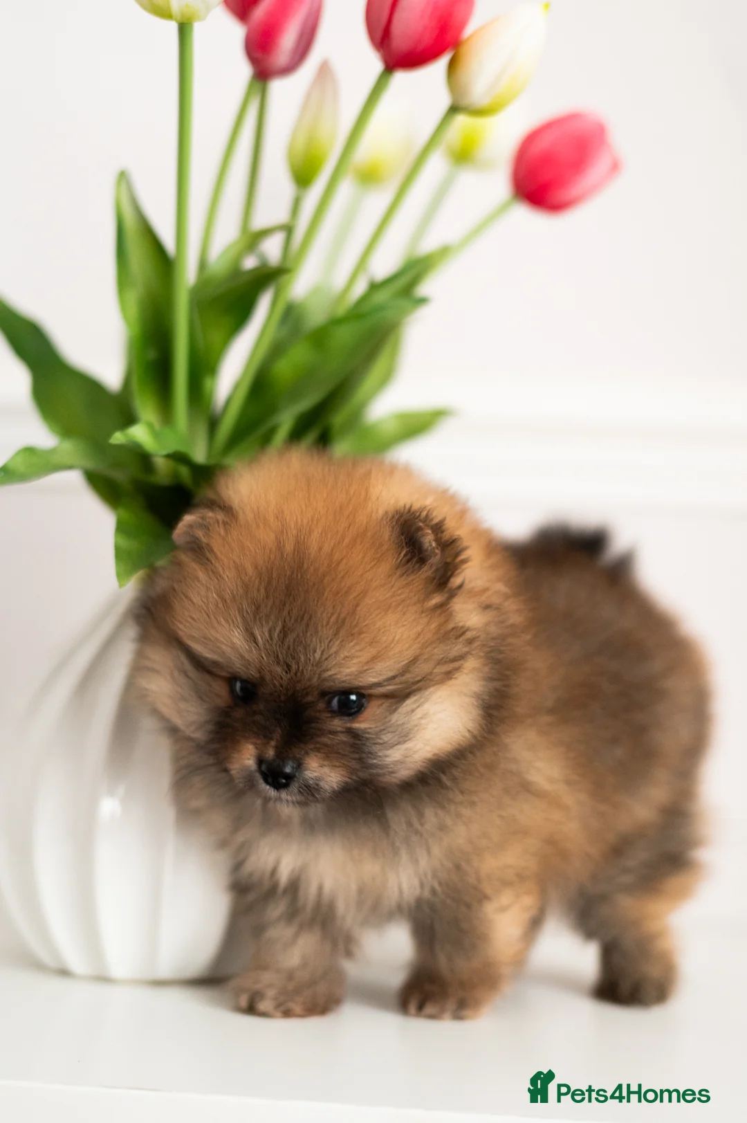 Pomeranian dogs for sale: Pomeranian Extra Small KC Puppies  in Enfield - Advert 2