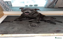 Staffordshire Bull Terrier dogs for sale: 💥READY TO LEAVE NOW 💥 PURE BLUE STAFFS PUPS🩵 in Barnsley - Image 6