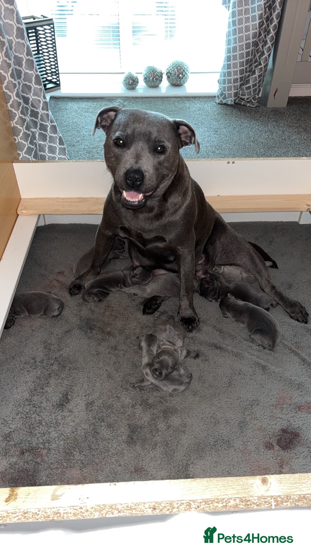 Staffordshire Bull Terrier dogs for sale: 💥READY TO LEAVE NOW 💥 PURE BLUE STAFFS PUPS🩵 in Barnsley - Image 6