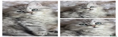 Persian Kitten 1