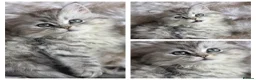 Persian cats for sale: Persian kittens 1 silver girl, and 2 boys left   - Advert 13