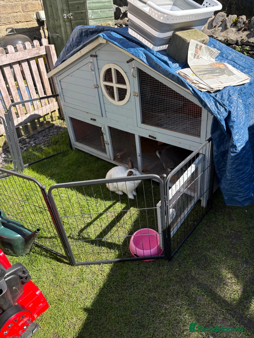 Mixed Breed rabbits for sale: Bonded Pair Of Rabbits  in Leek - Advert 5
