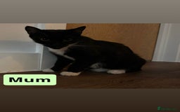 Domestic Shorthair cats for sale: 3 beautiful female Tuxedo Kittens  - Image 11